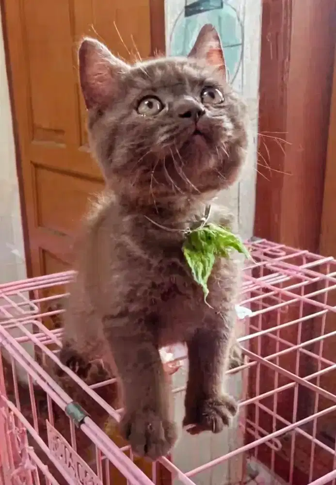 ANAK KITTEN KUCING BSH BRITISH SHORTHAIR CHOCO BETINA