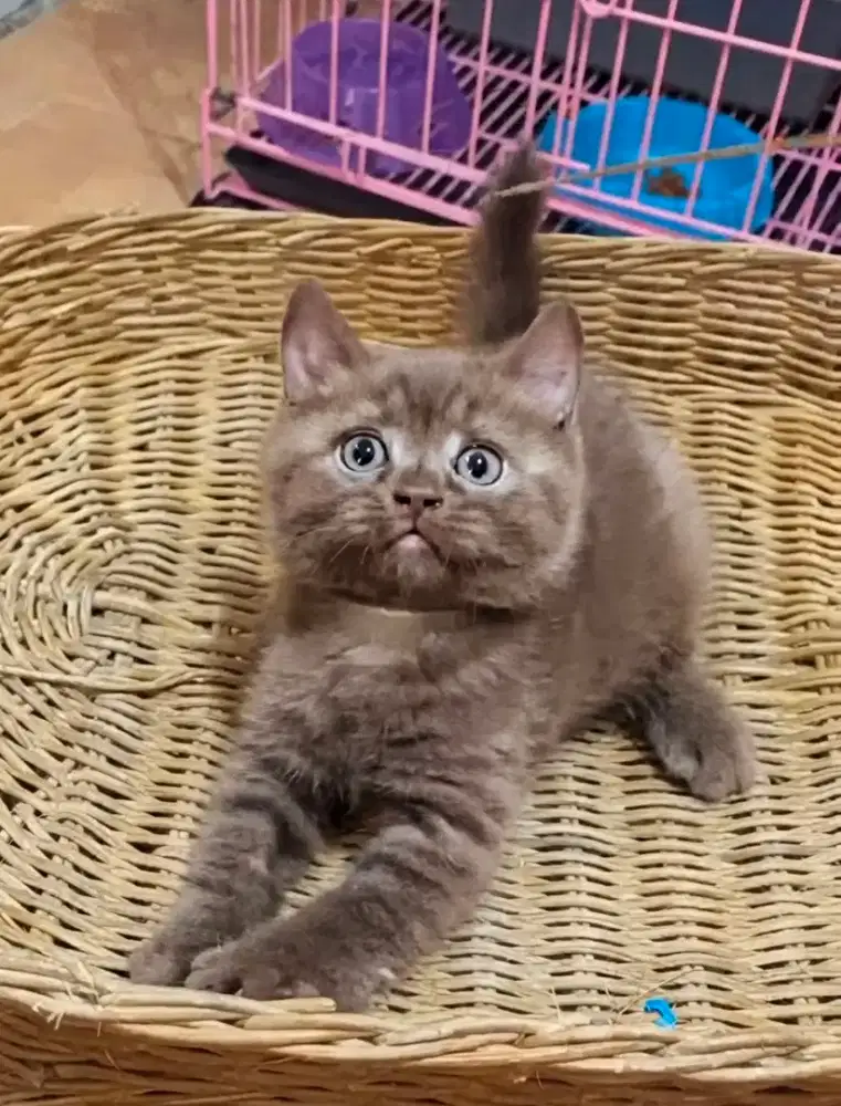 ANAK KITTEN KUCING BSH BRITISH SHORTHAIR CHOCO JANTAN