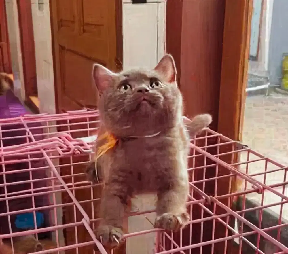BSH BRITISH SHORTHAIR CHOCO KITTEN JANTAN
