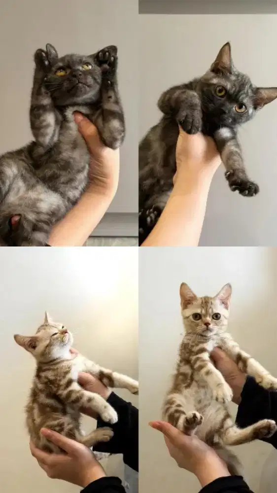 Kucing bsh tabby black tabby not blue abu white
