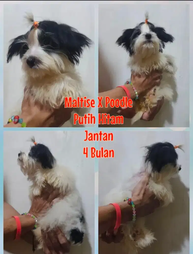 Anak Anjing Kecil Lucu