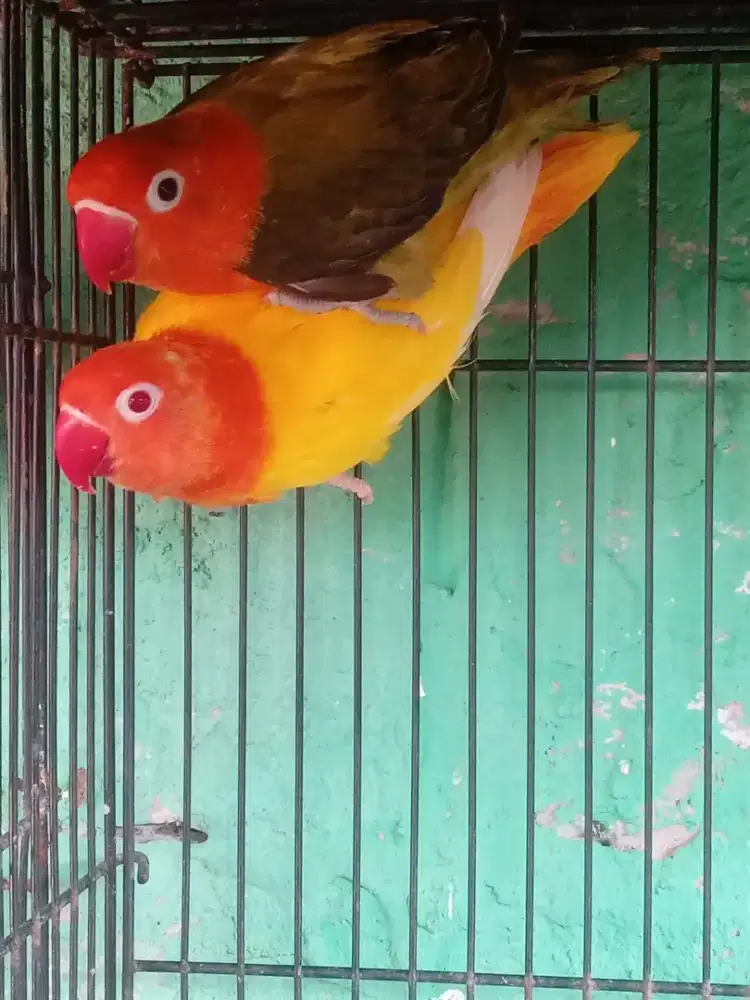Lovebird sepasang untuk nyetak bio ino mm dan bio aqua ino mm