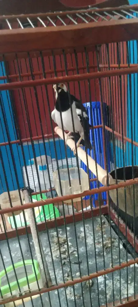 Burung jalak suren
