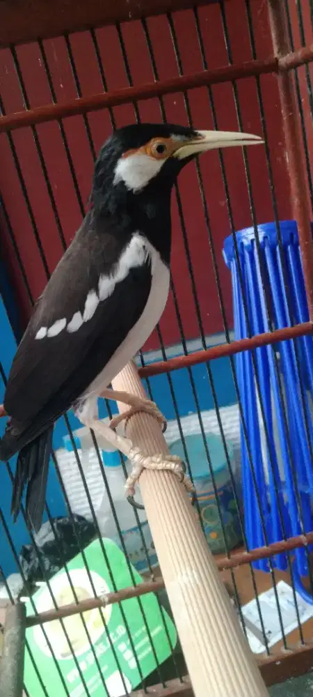 Burung jalak suren