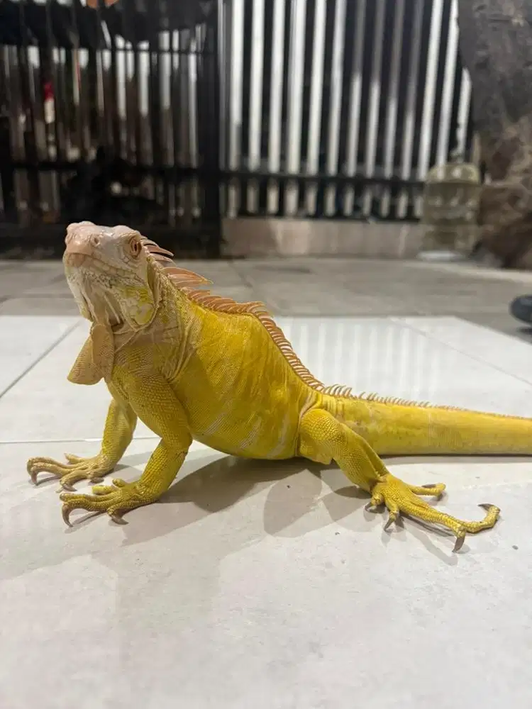 iguana albino jantan