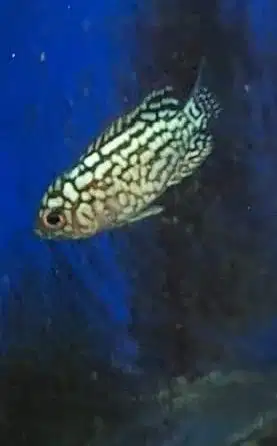 Ikan Louhan Import