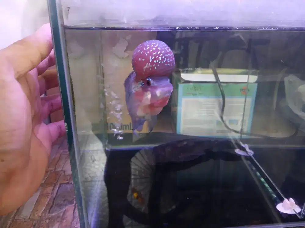 Ikan louhan srd