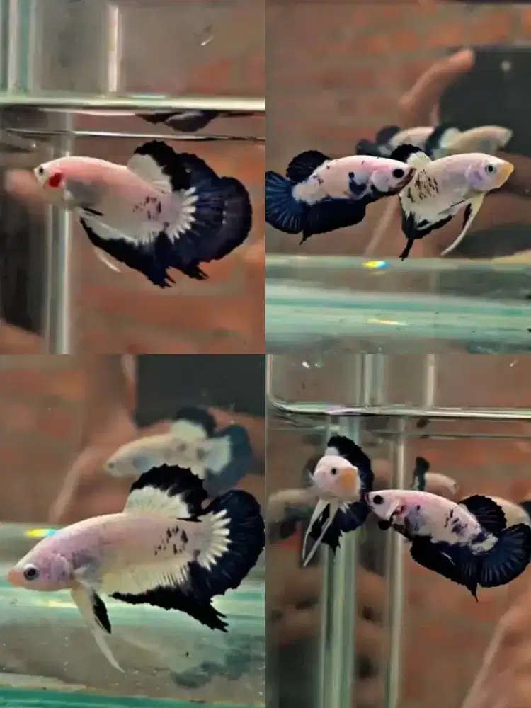 Ikan cupang blue panda line blue rim