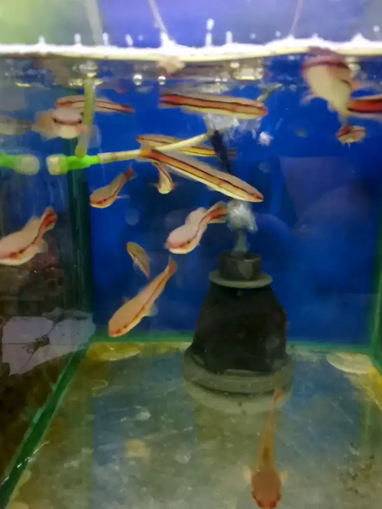 Ikan baby toman