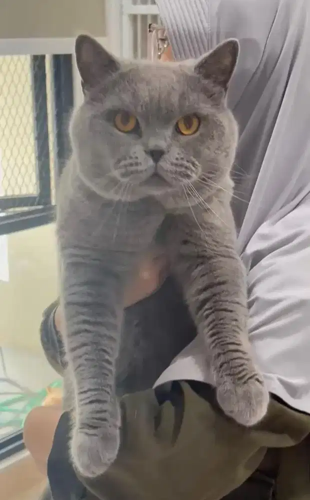 Kucing BSH jantan Ped WCF