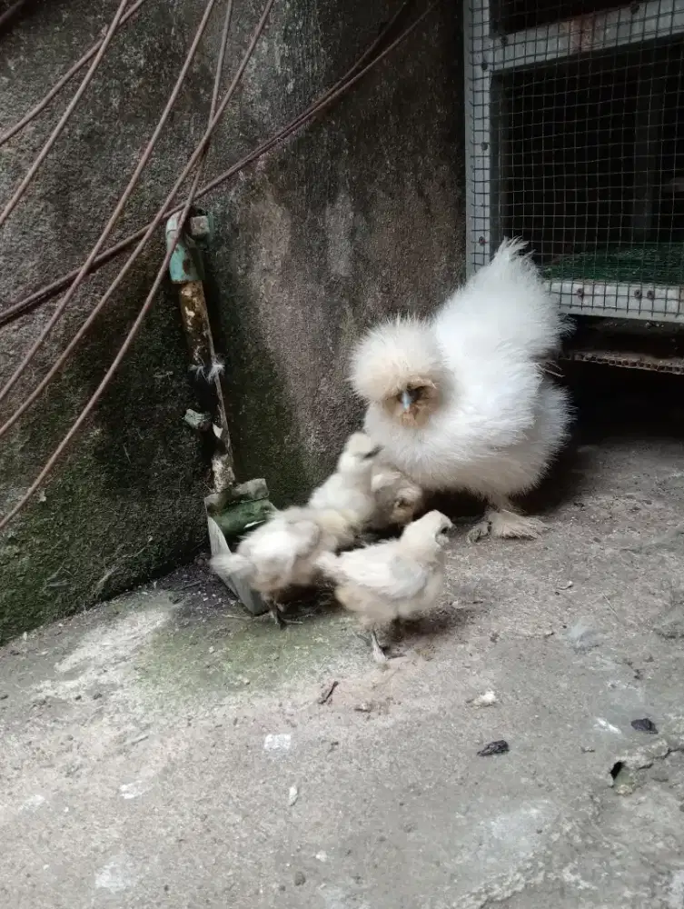 Ayam Hias American Silkie