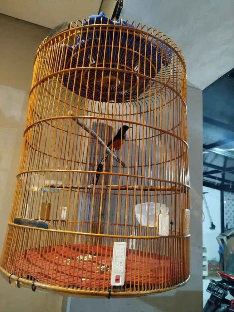 Murai Batu Medan PE 18. Harian Brisik