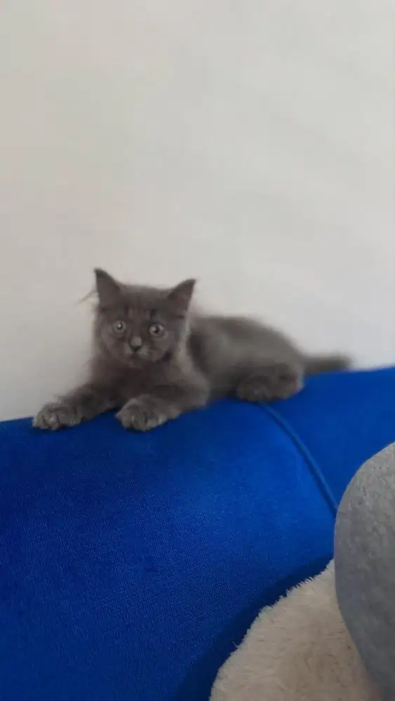 scottish fold mix munchkin