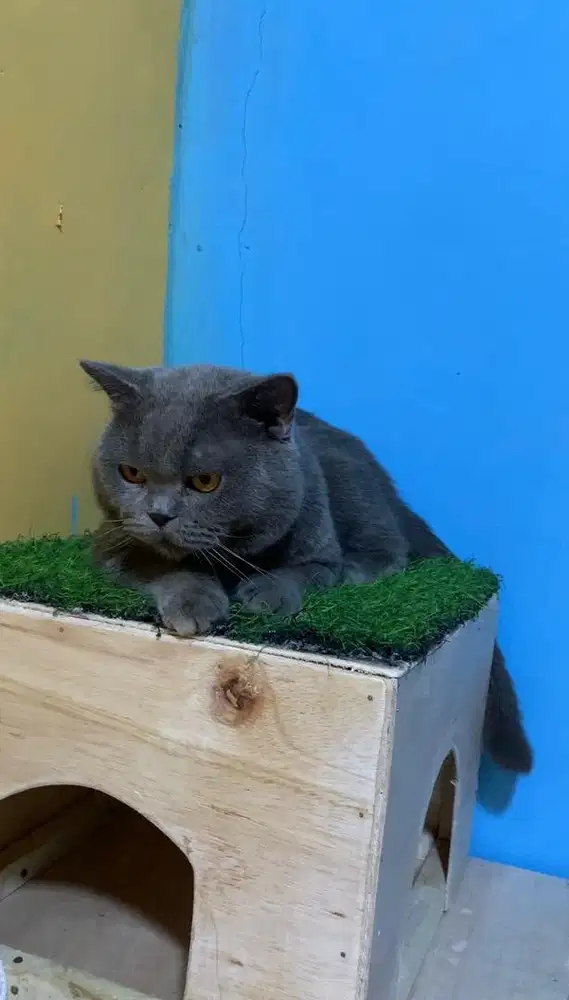Kucing BSH ( British Shorthair )