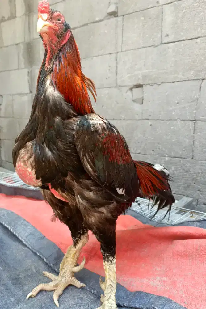 Ayam bangkok kelasik