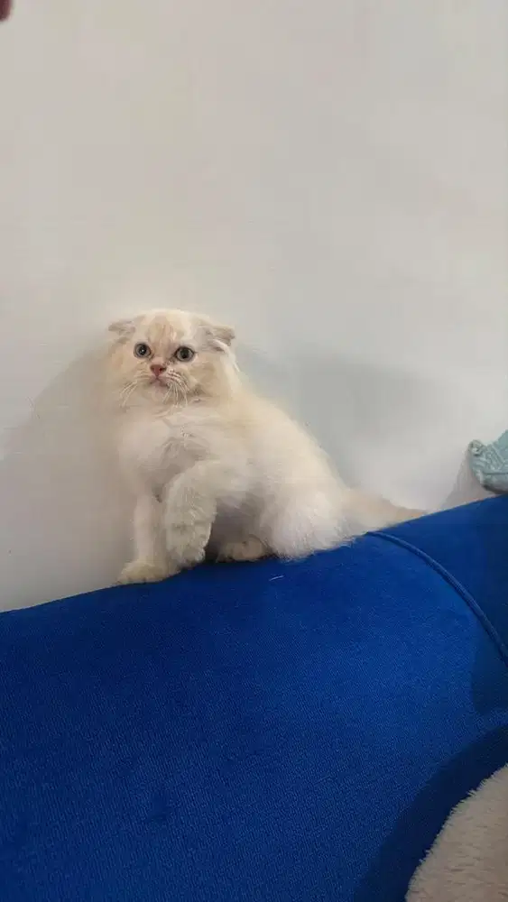 Scotish fold mix persia