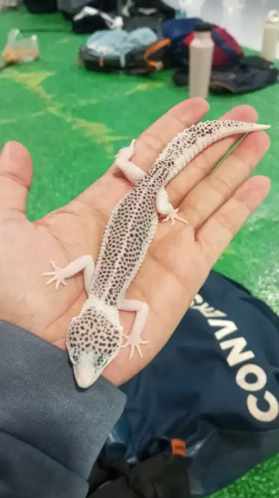 Gecko Pied Istimewa