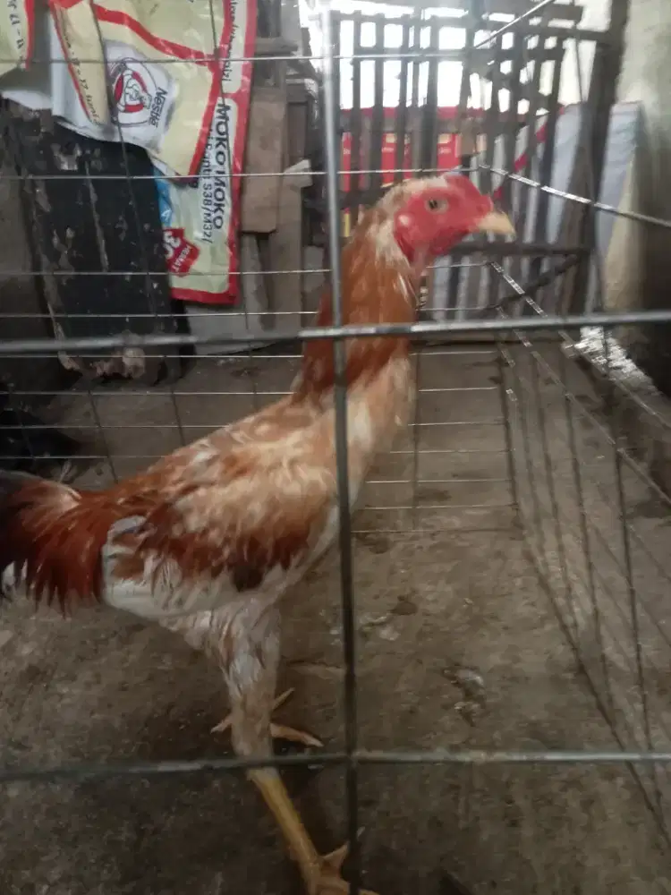 Ayam bangkok pluker