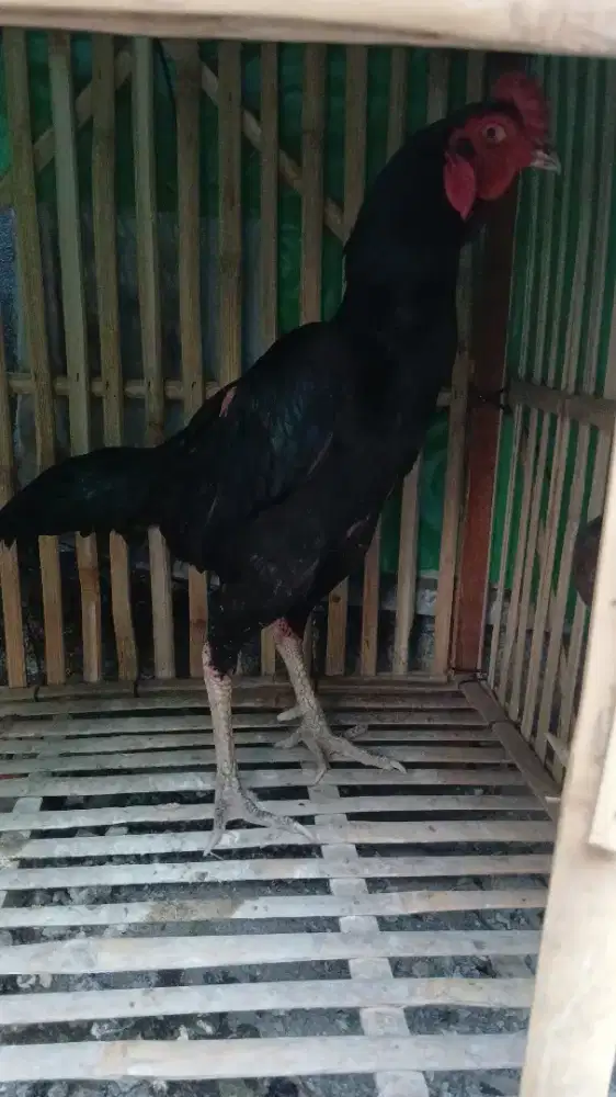 Bangkok Kumbang Pakhoy