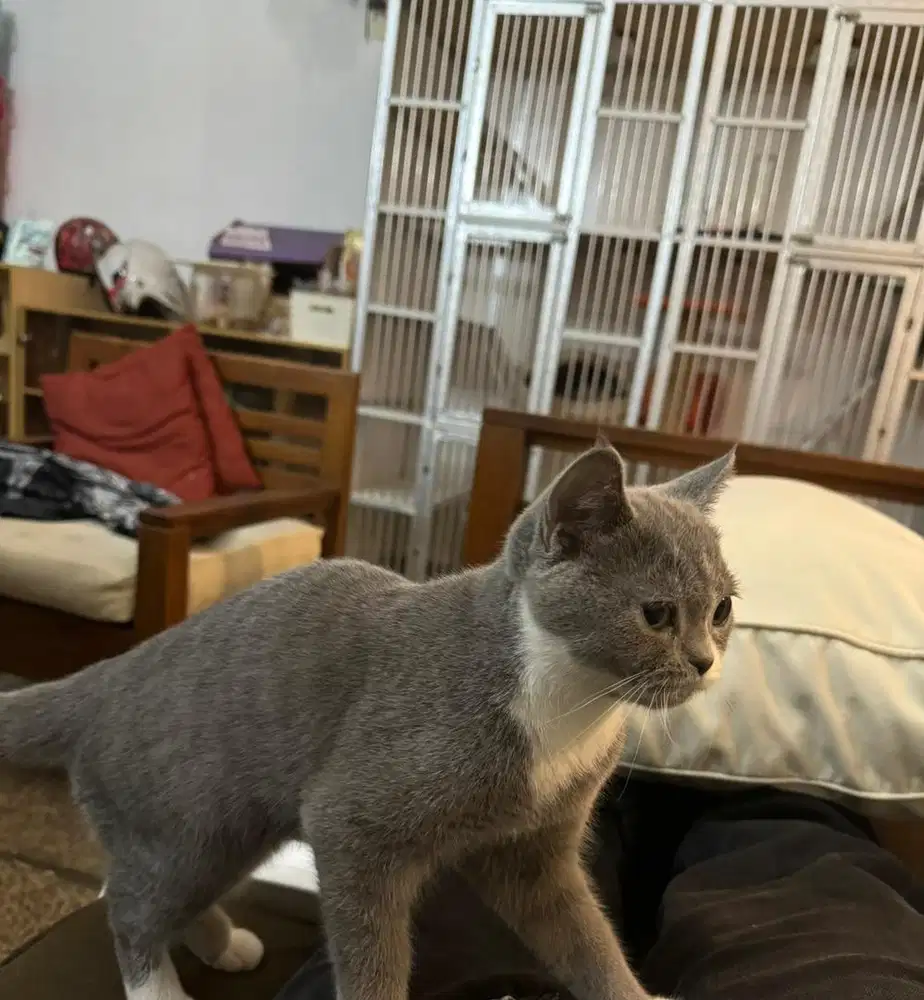 JUAL KUCING BSH