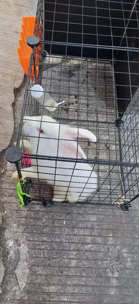 Kelinci putih lokal