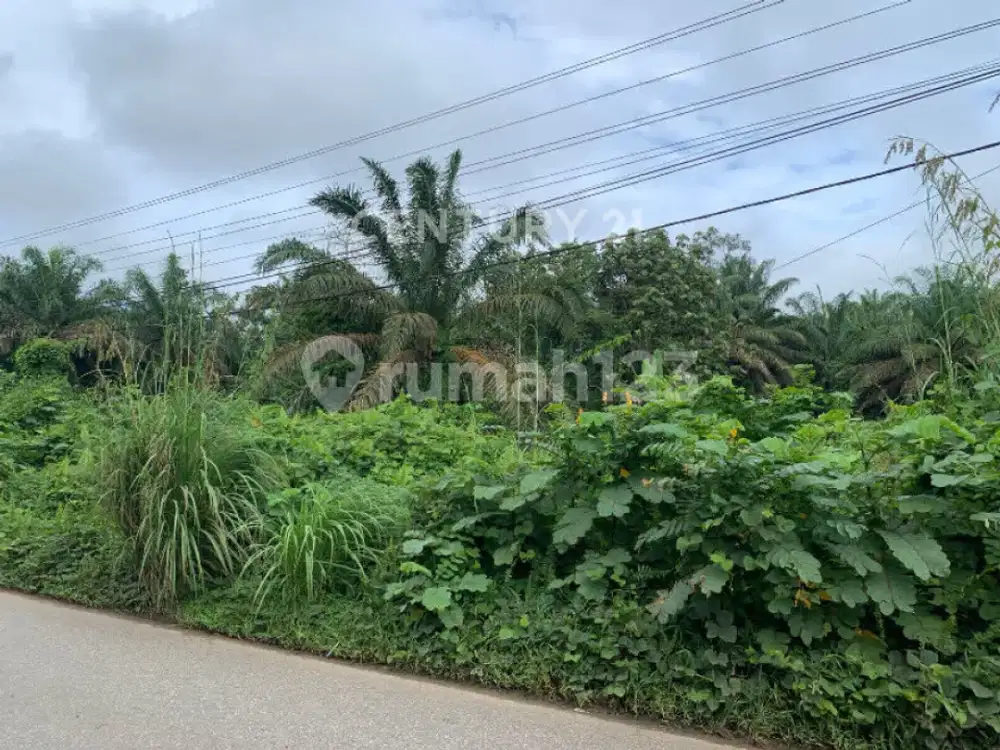 Tanah Kosong Tepi Jalan Cocok untuk Usaha Lokasi Ramai Penduduk