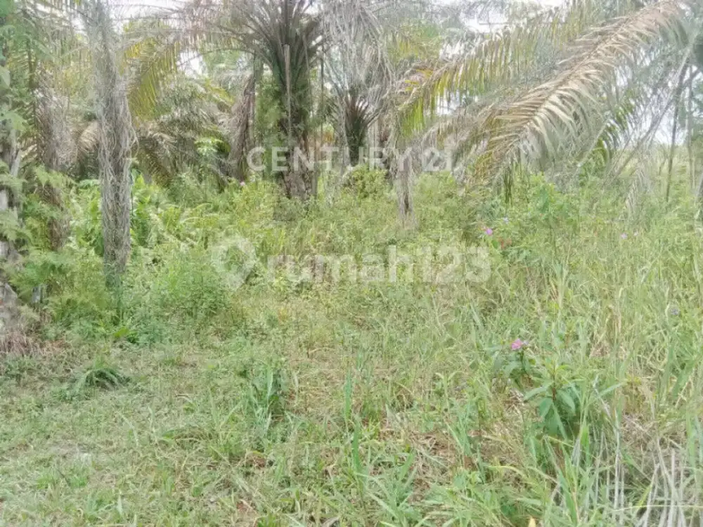 Tanah Murah Cocok Utk Invest Lokasi Kota Singkawang