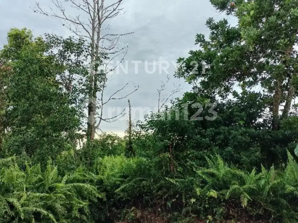 Tanah Siap Bangun , Jl Aloevera Samping Gg Intan