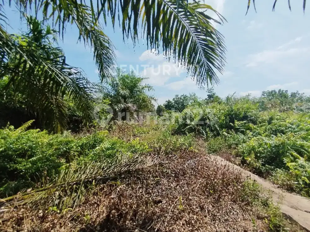 Tanah Luas 168.000M2 di Wonodadi Iii Kubu Raya Cocok untuk Sawit