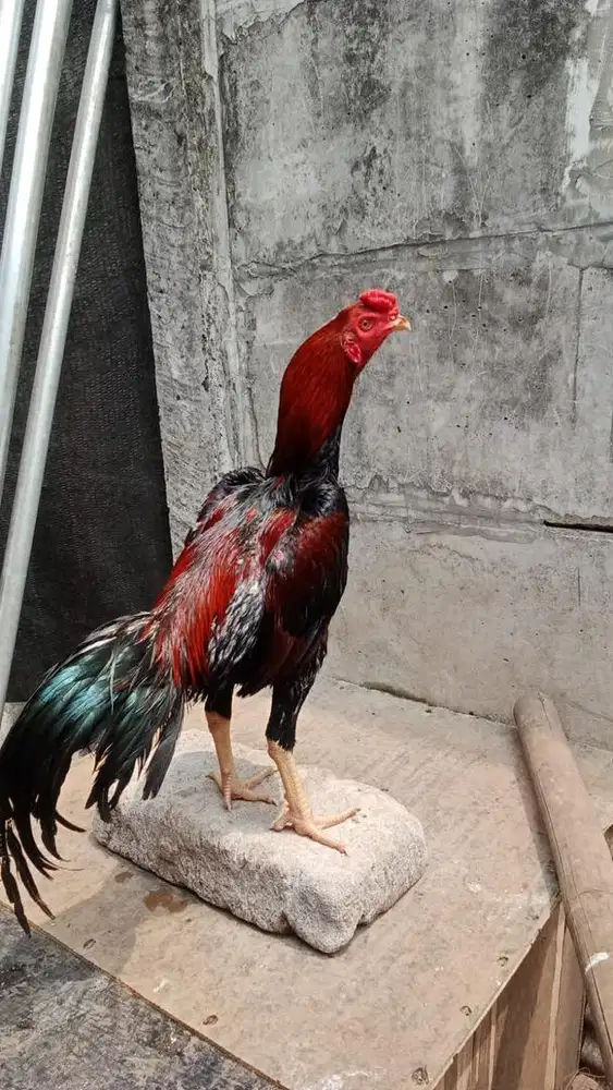 Ayam bangkok klasik