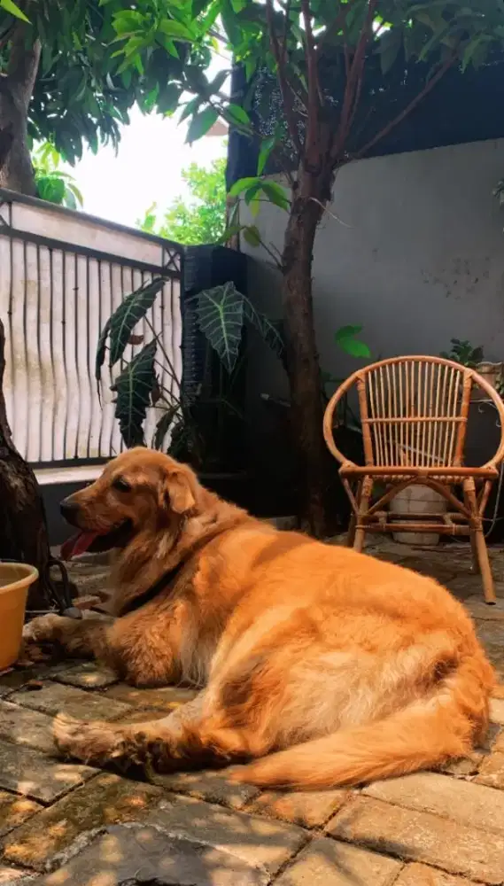 DIJUAL ANJING GOLDEN RETRIEVER