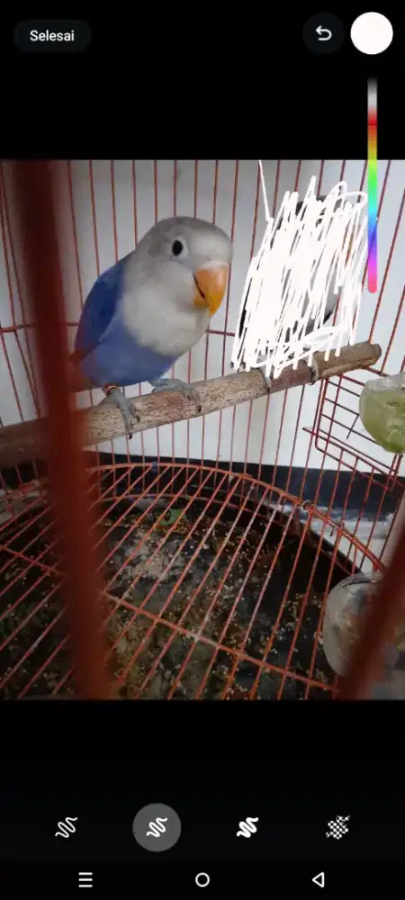 Lovebird warna biru masih muda