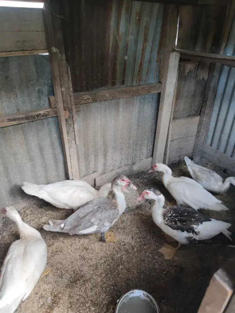 Entok Silangan jumbo 6 ekor borongan