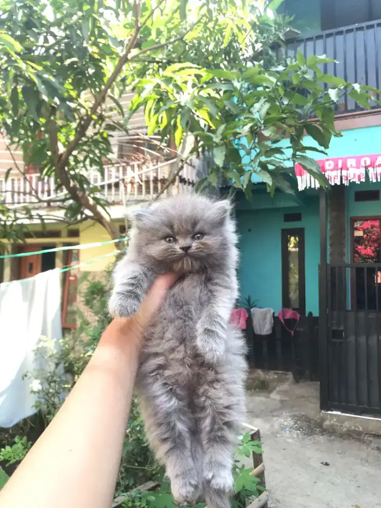 Kucing Abu British Lucu
