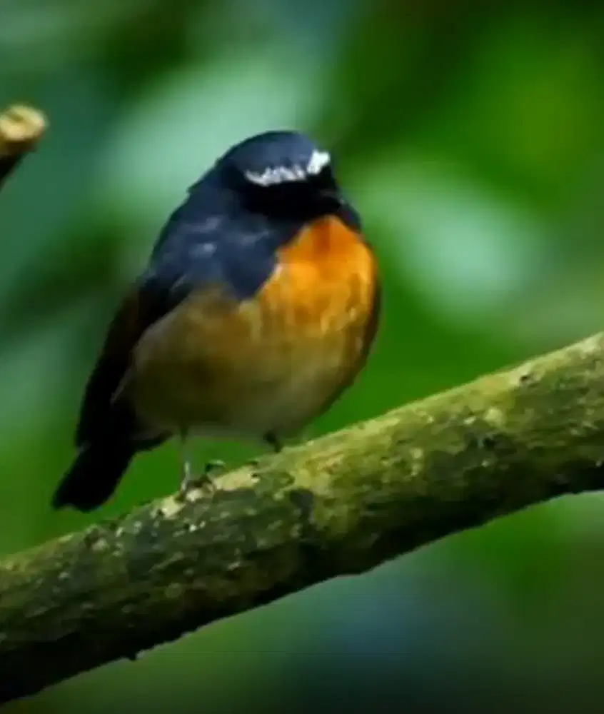 Tledekan mini si biru yang indah