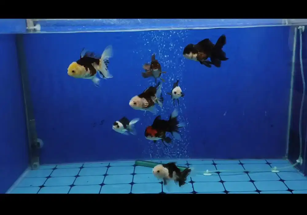 Maskoki oranda panda