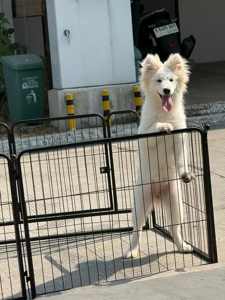 Samoyed betina 5 bln