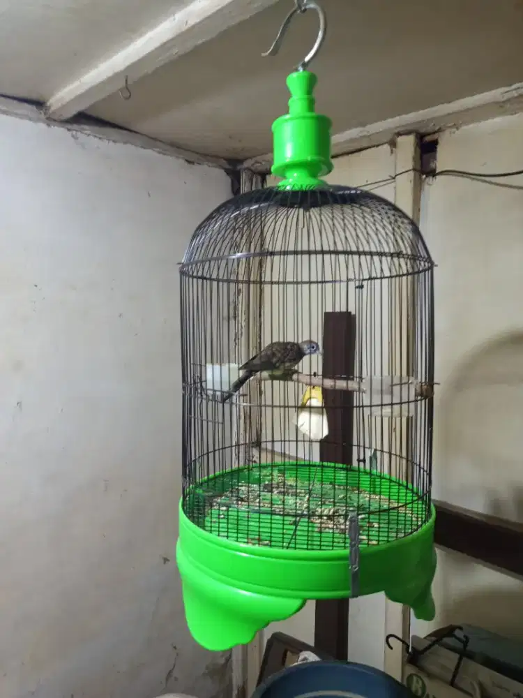 Lutut lokal fullset sangkar besi