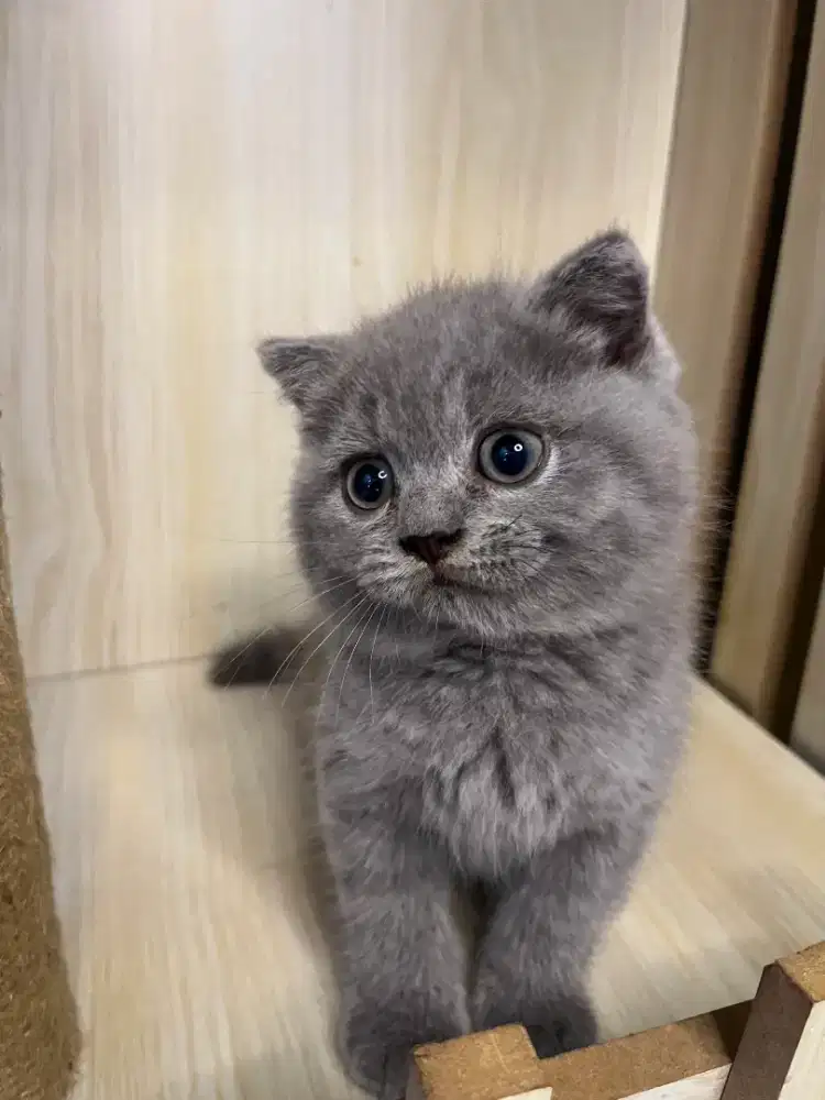 Kucing Bsh X Scottish fold