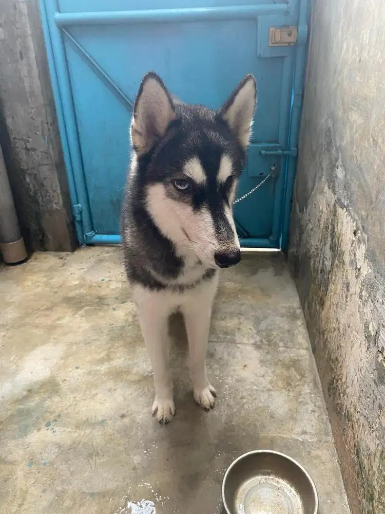 Husky jantan siap kawin