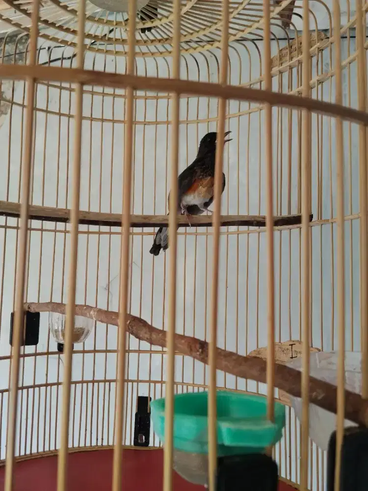 burung murai batu trotol 100% jantan bahan bagus