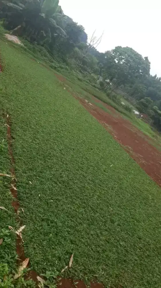 Jual rumput hias gajah mini