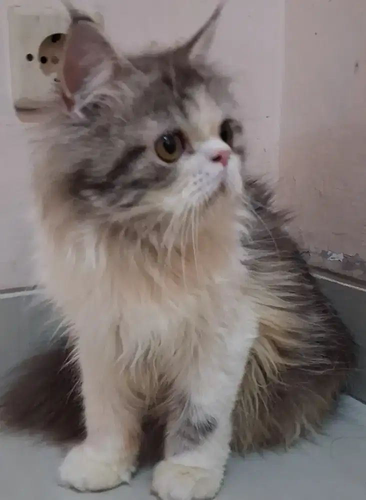 Lepas adob kucing Persia