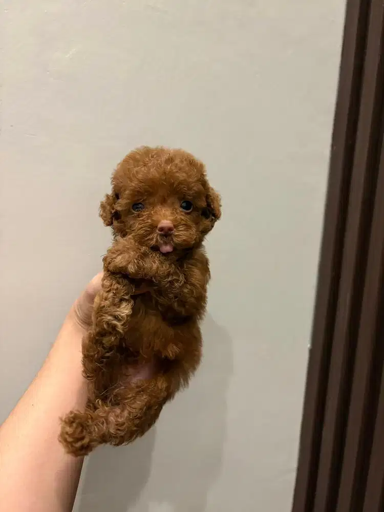 tiny poodle red