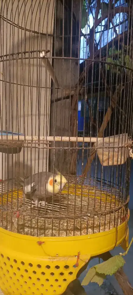 Burung Falk(PakitAustrali)