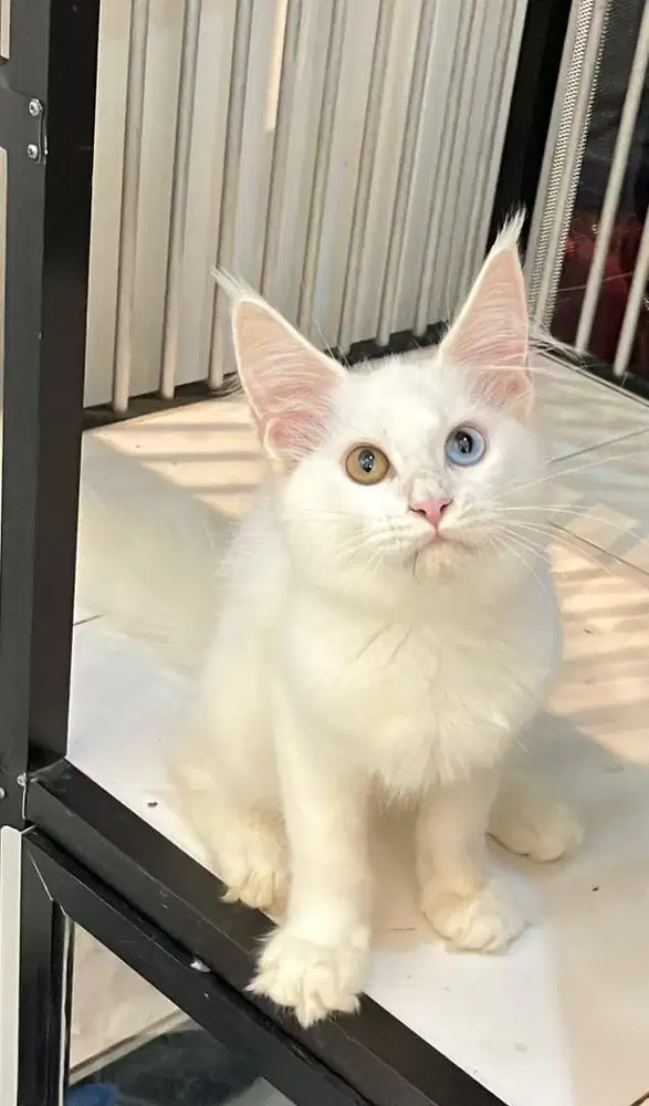Kitten mainecoon betina