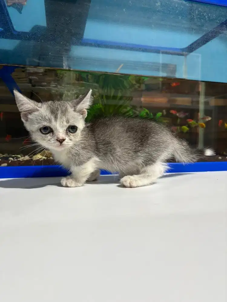 Kucing ceper munchkin