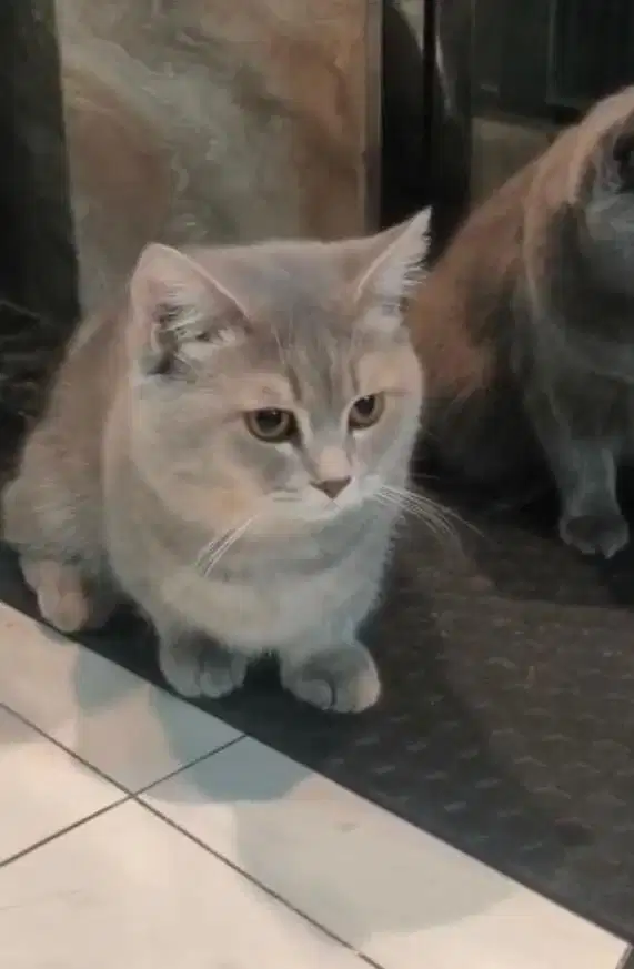 Kucing munchkin bsh british shorthair british short hair