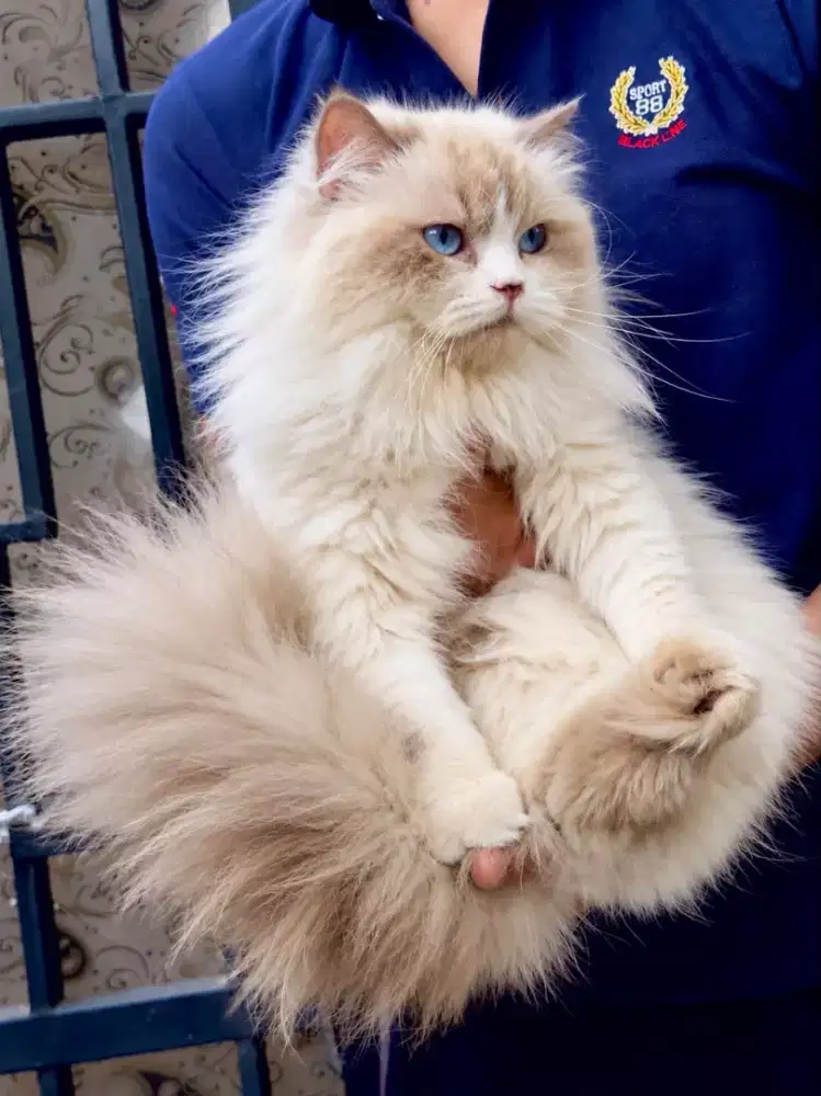 Ragdoll female 10 bulan line import