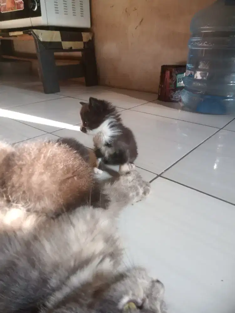 Anakan Persia bulu kapas